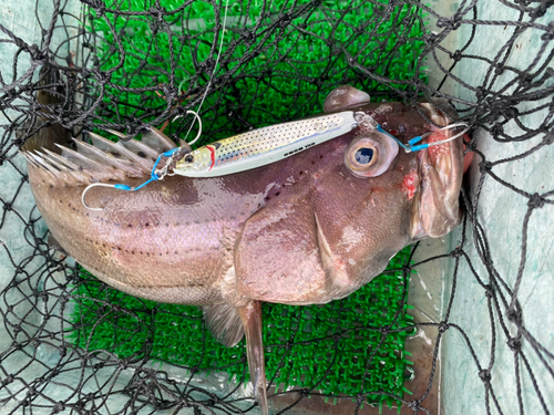 オオスジハタの釣果