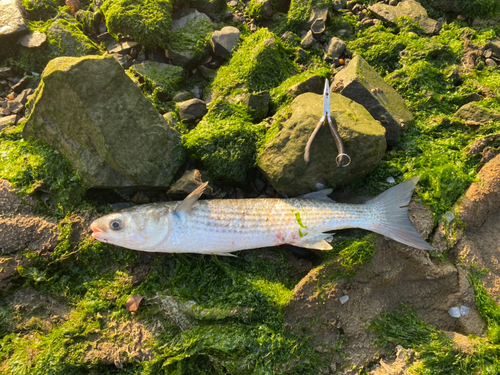 ボラの釣果