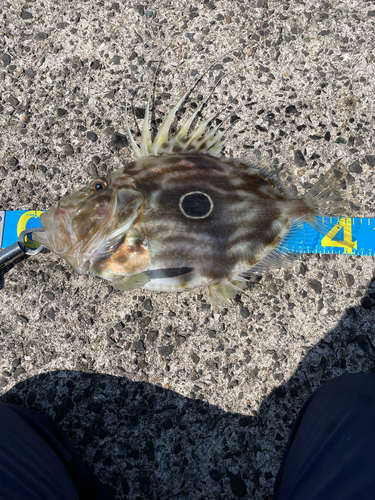 マトウダイの釣果