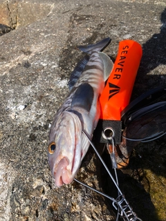 ホッケの釣果