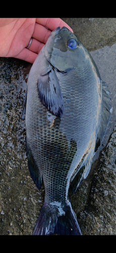 メジナの釣果