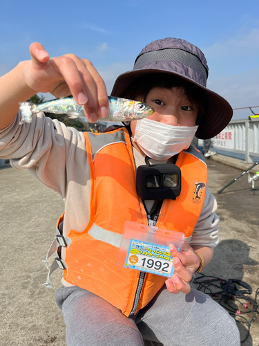 マイワシの釣果