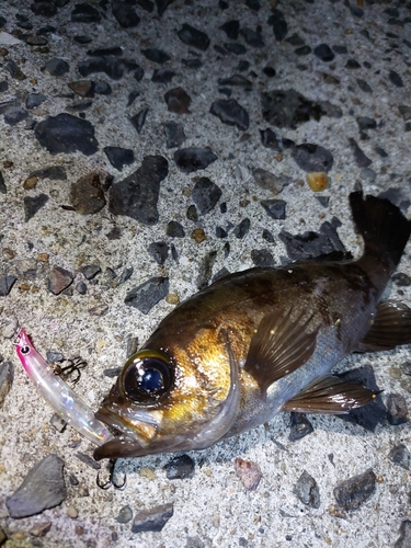 メバルの釣果