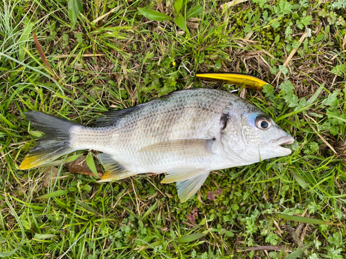 キビレの釣果