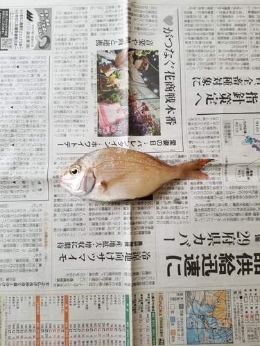 チャリコの釣果