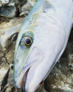 ヒラマサの釣果