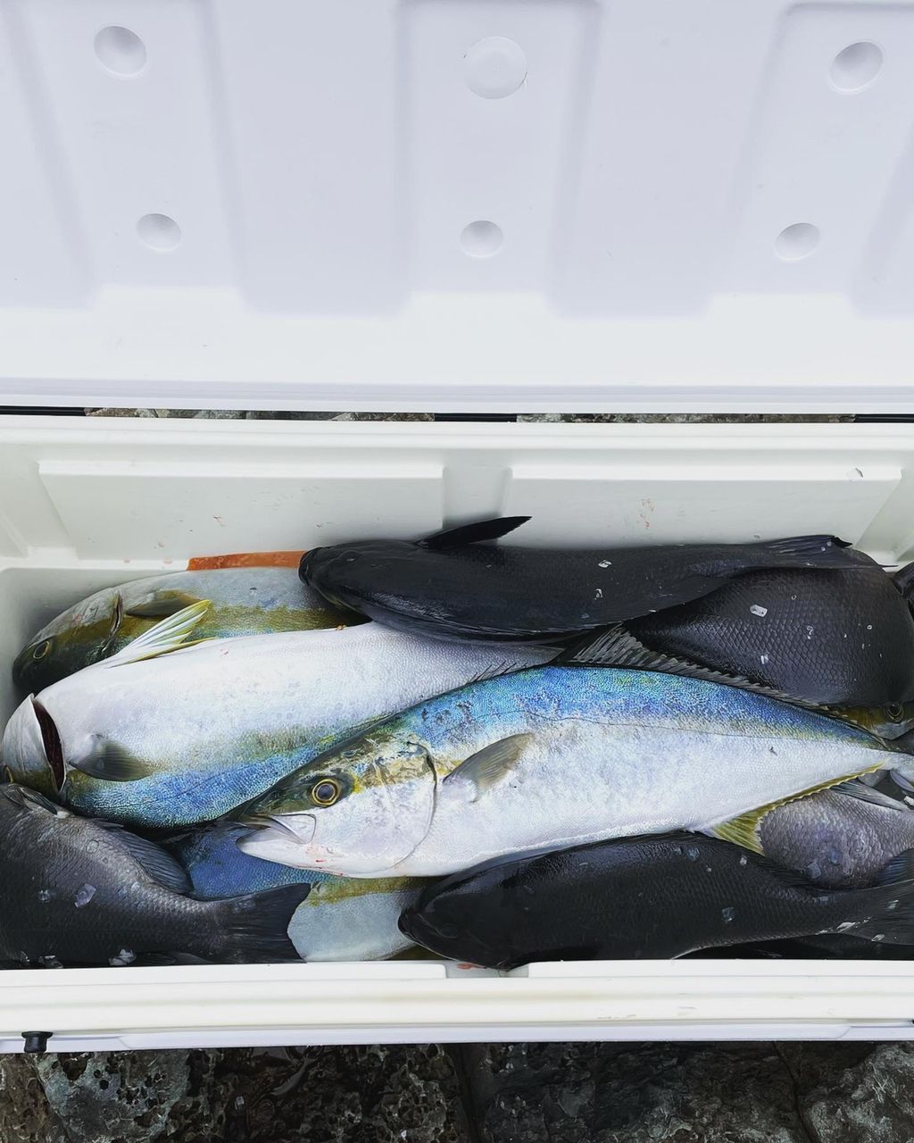 若き磯釣り師さんの釣果 2枚目の画像