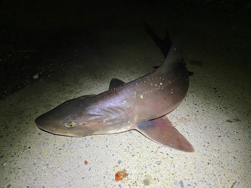 ホシザメの釣果