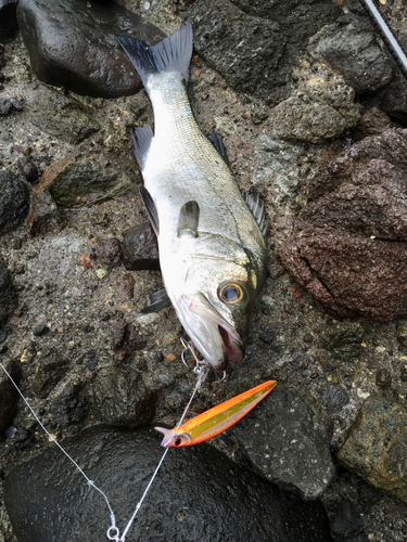 ヒラスズキの釣果