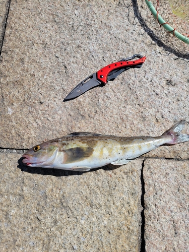 ホッケの釣果