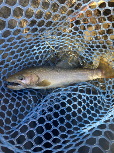 イワナの釣果