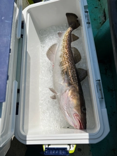 マダラの釣果