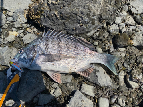 チヌの釣果