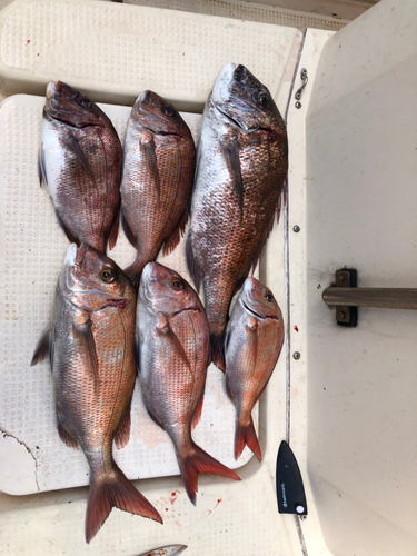 マダイの釣果