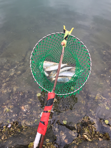 コノシロの釣果