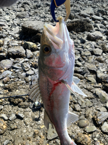 セイゴ（マルスズキ）の釣果