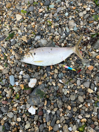 コノシロの釣果