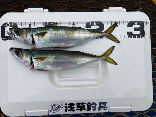 サバの釣果