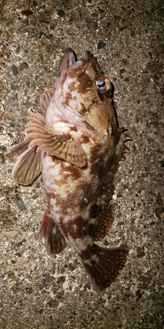 カサゴの釣果