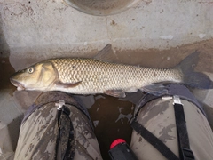 ニゴイの釣果