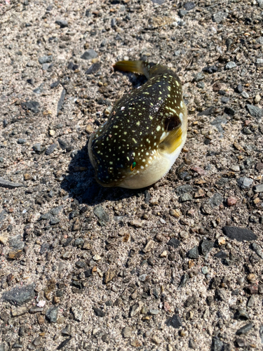 クサフグの釣果