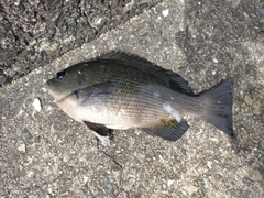 クチブトグレの釣果