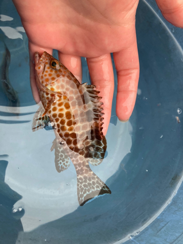 オオモンハタの釣果