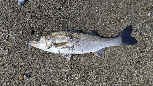 マルスズキの釣果