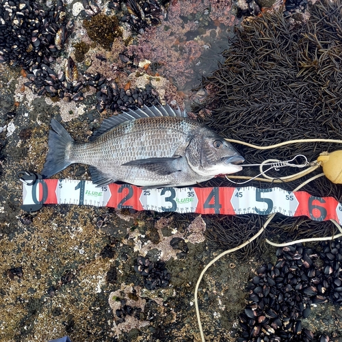 クロダイの釣果