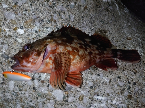 カサゴの釣果