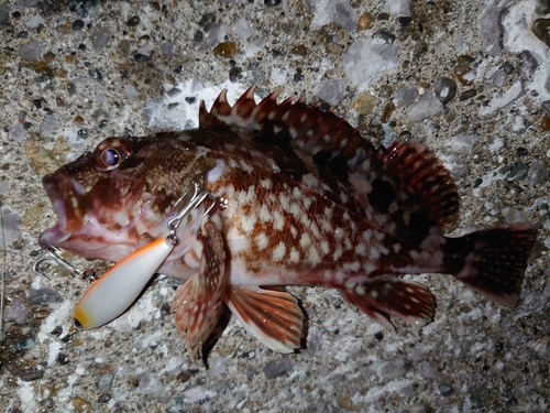 カサゴの釣果