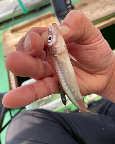 ワカサギの釣果