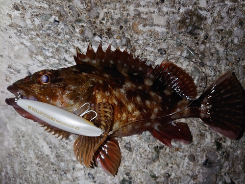 カサゴの釣果