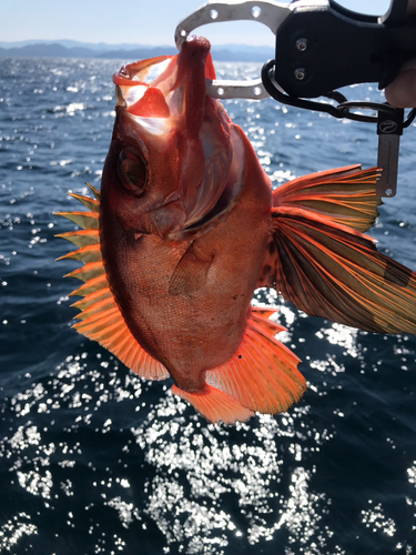 チカメキントキの釣果