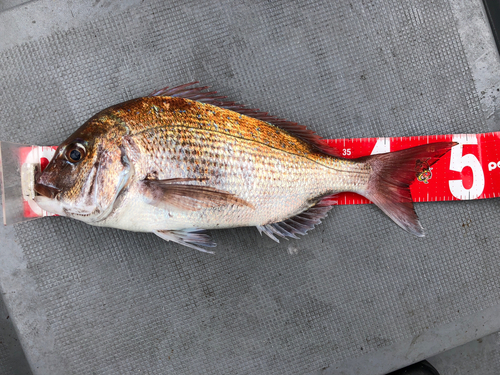 タイの釣果