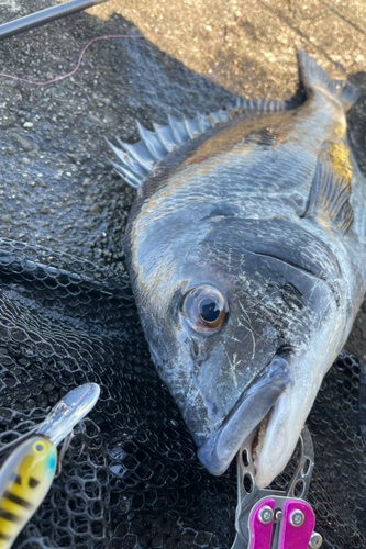 チヌの釣果