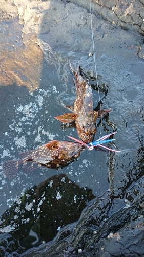 カサゴの釣果