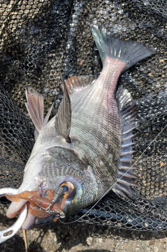 チヌの釣果