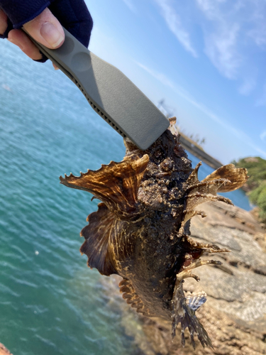 オニオコゼの釣果