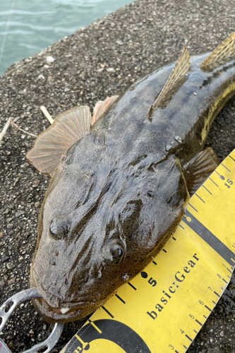 マゴチの釣果