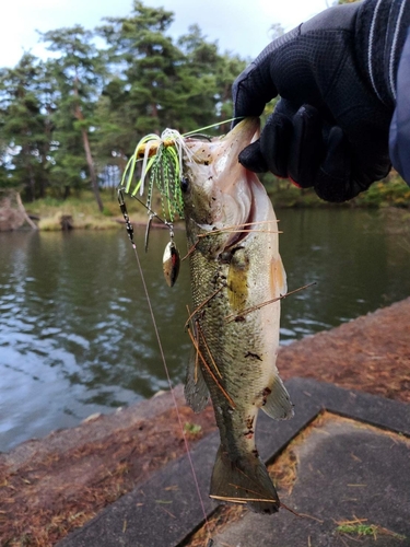 ブラックバスの釣果