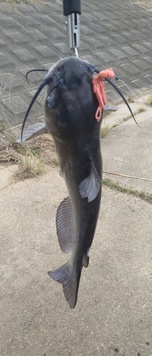 アメリカナマズの釣果