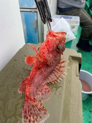 オニカサゴの釣果