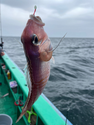 アマダイの釣果