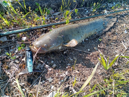 ナマズの釣果