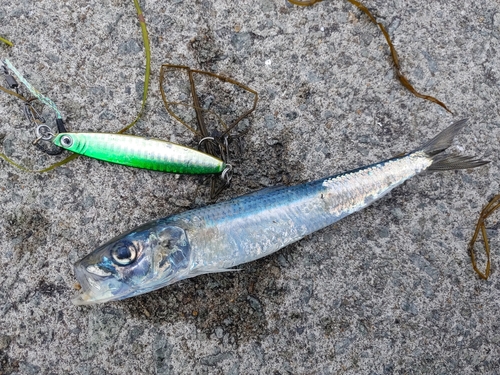 イワシの釣果