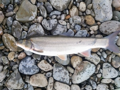 マルタウグイの釣果