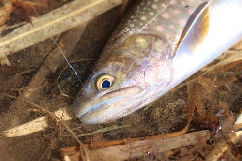 イワナの釣果
