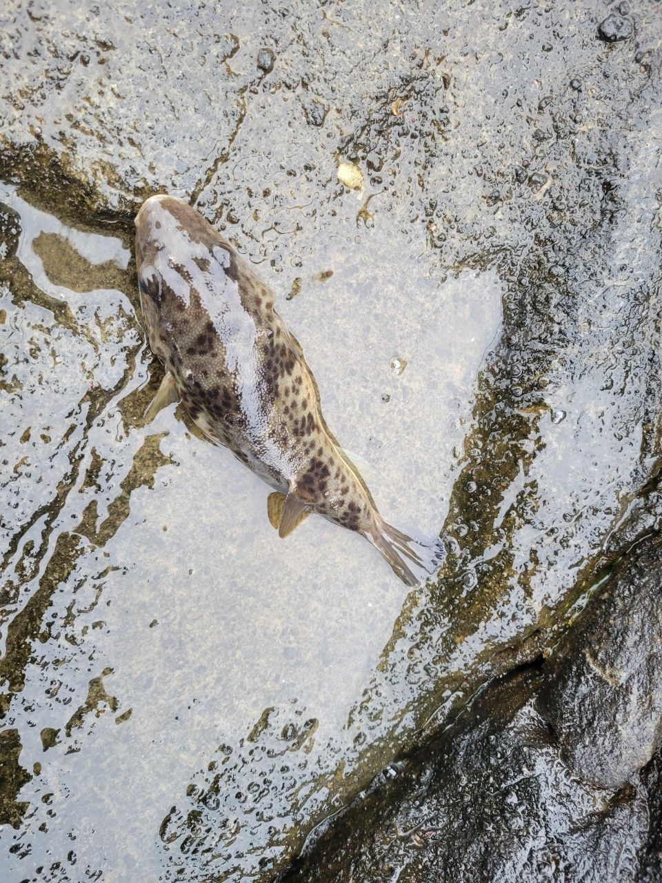 タなかさんの釣果 2枚目の画像
