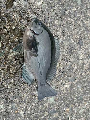 メジナの釣果